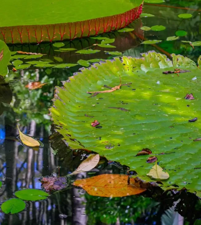 Se Monet Fosse da Amazônia — fotografia 3