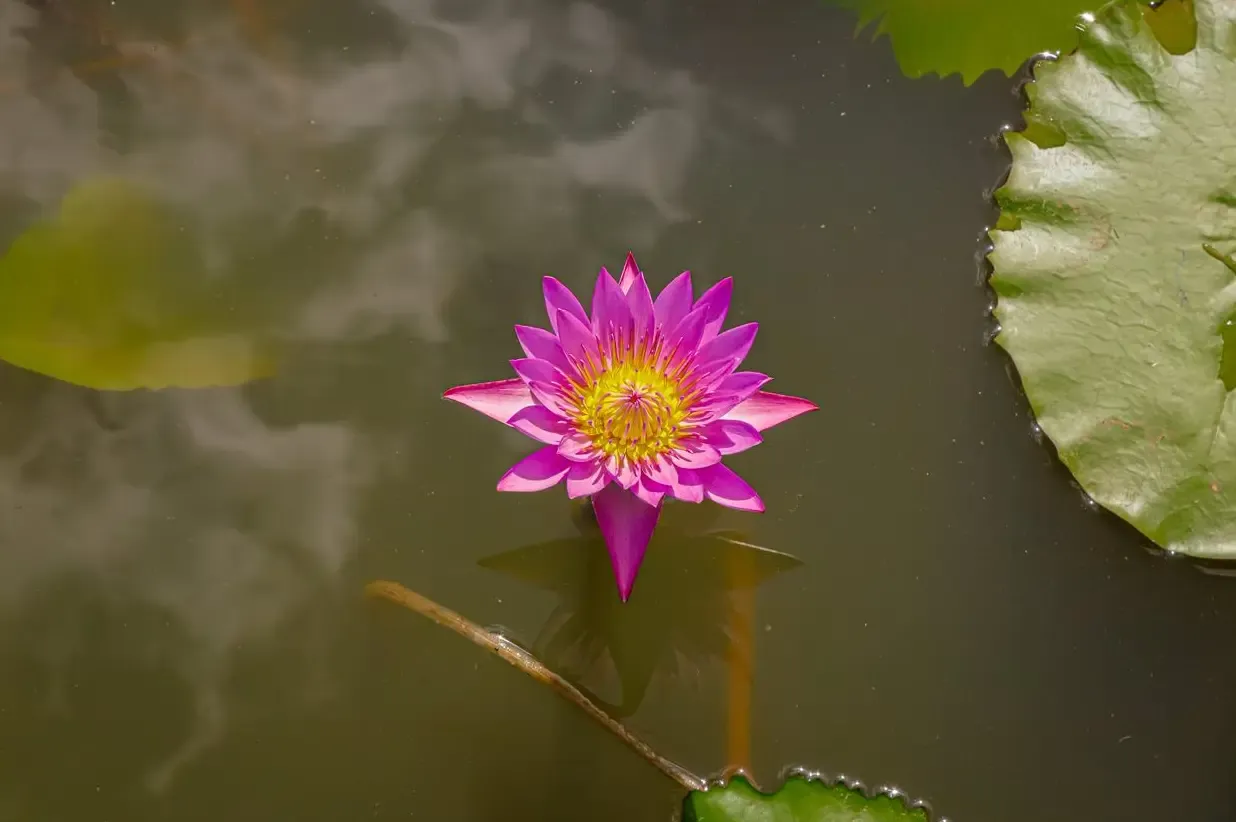 Se Monet Fosse da Amazônia — fotografia 4