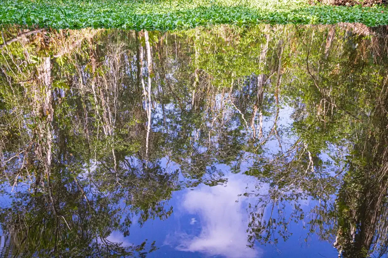 Se Monet Fosse da Amazônia — fotografia 7