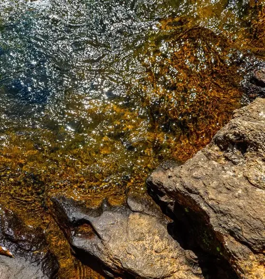Abstratos Naturais — fotografia 9