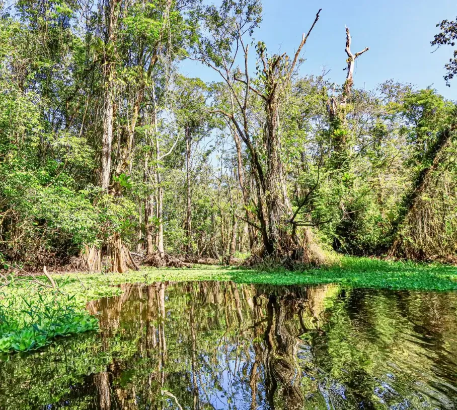 Amazônia — fotografia 1