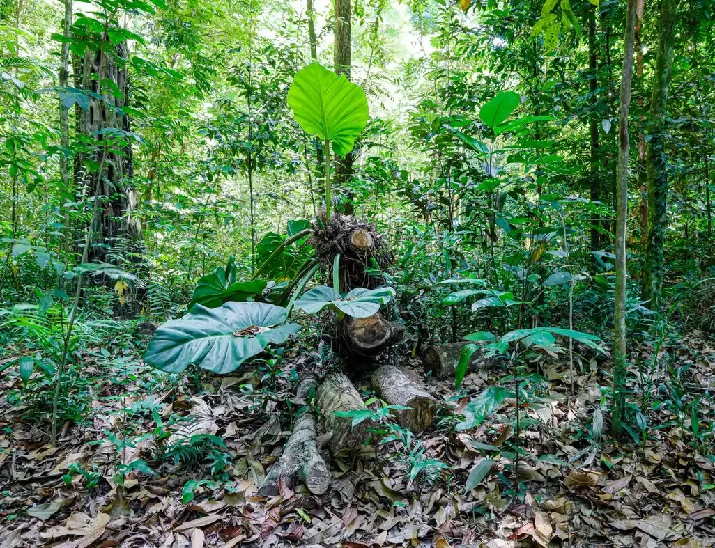 Amazônia — fotografia 5