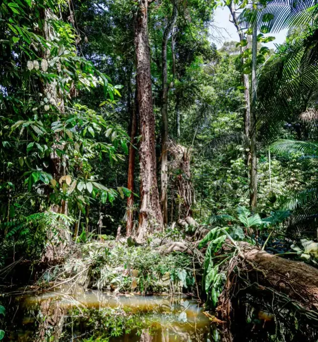 Amazônia — fotografia 7
