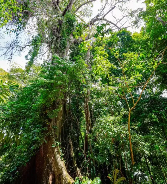 Amazônia — fotografia 9