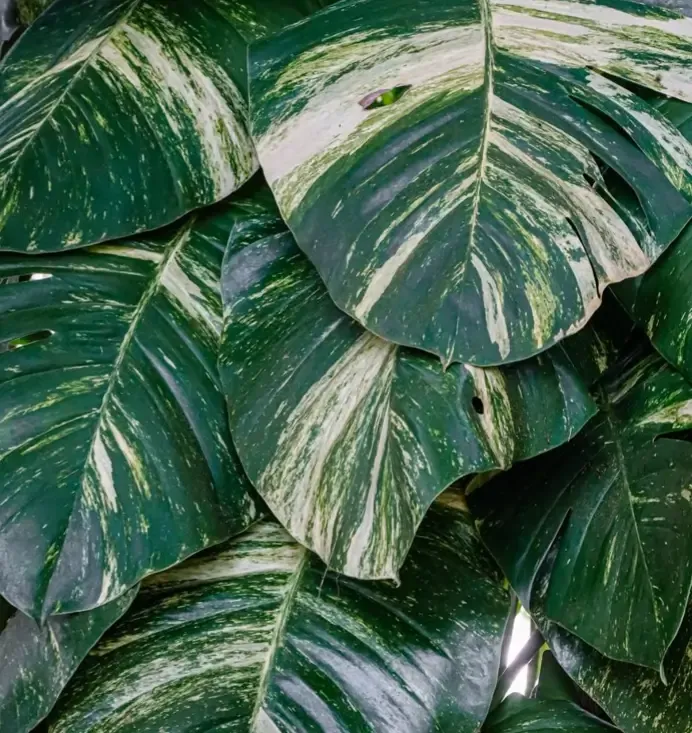 Troncos e Folhagens — fotografia 1