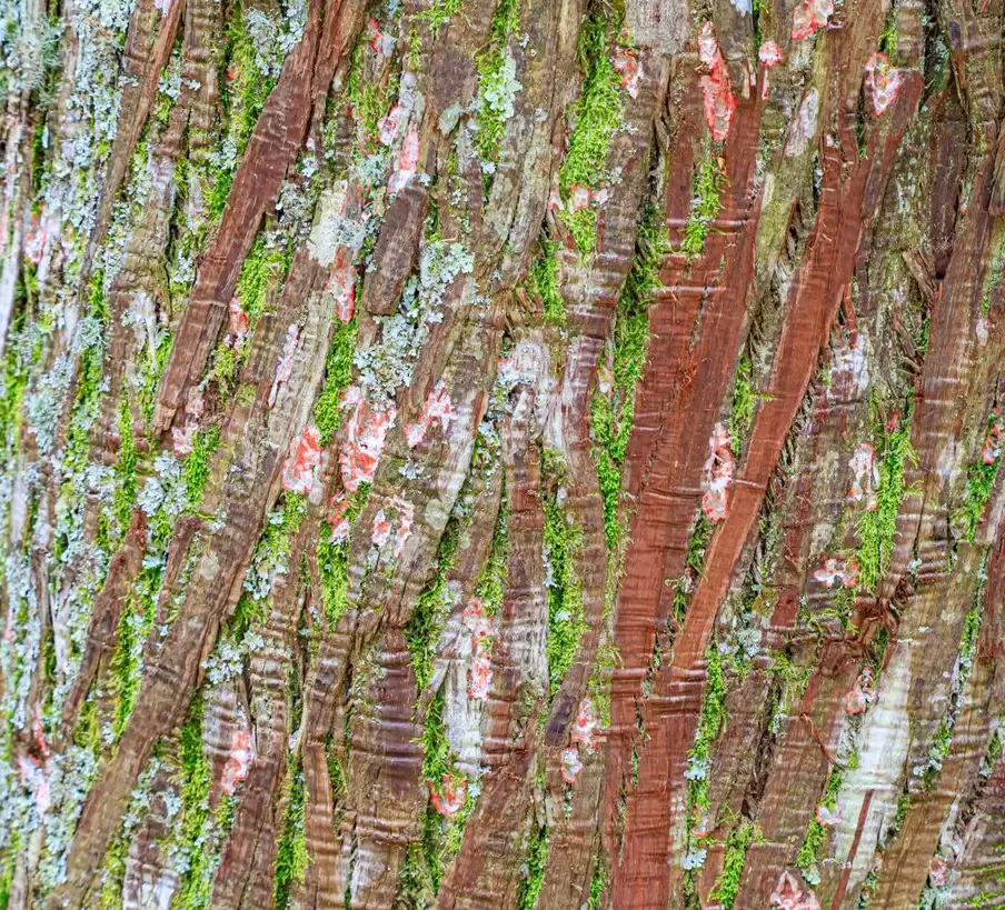 Troncos e Folhagens — fotografia 7