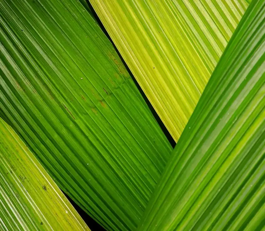 Troncos e Folhagens — fotografia 9