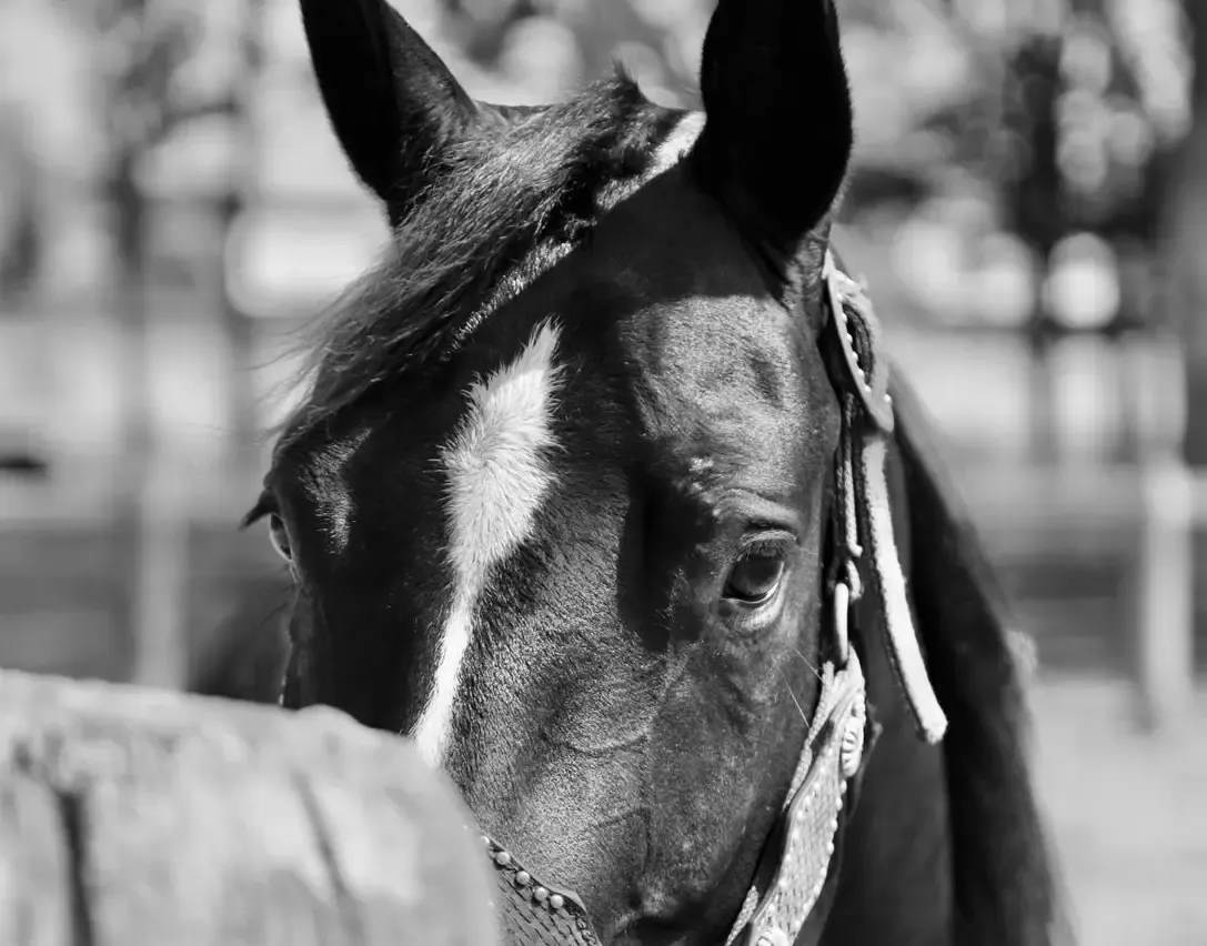 Equinos e Selaria — fotografia 4