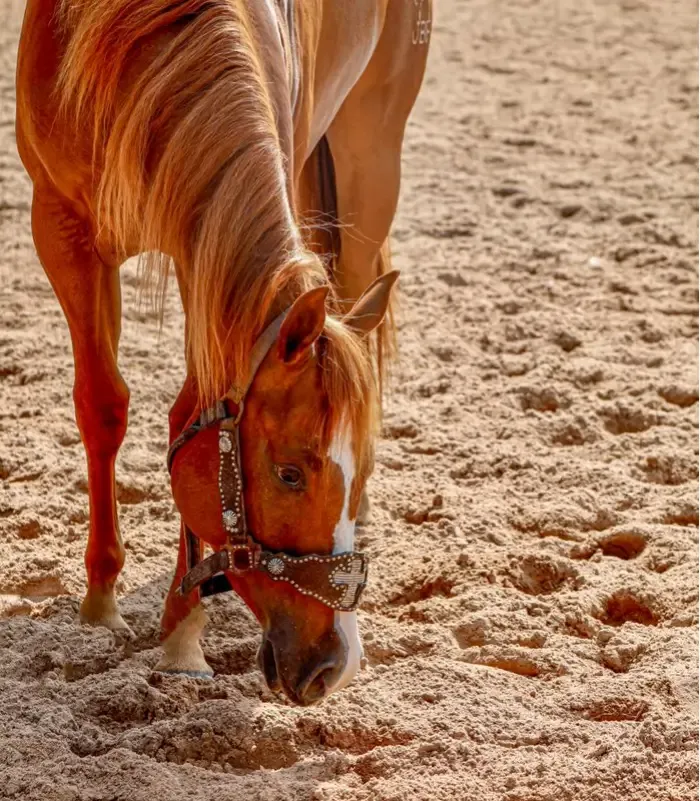 Equinos e Selaria — fotografia 5