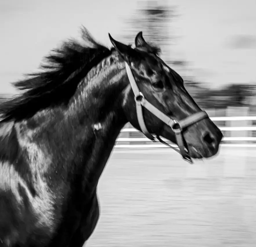 Equinos e Selaria — fotografia 6