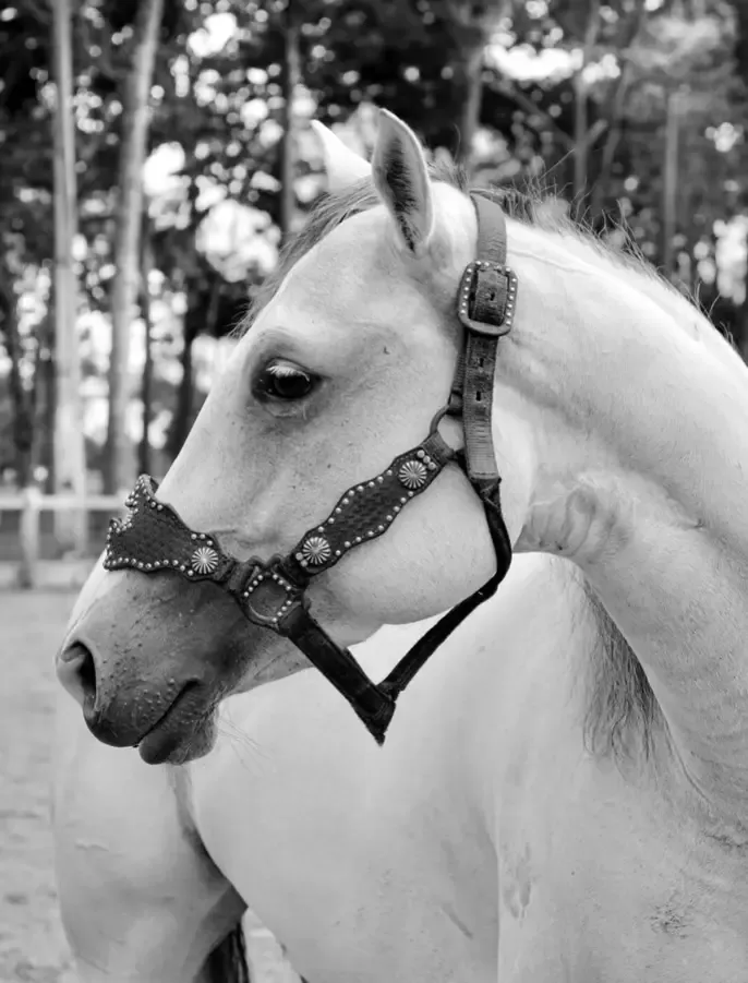 Equinos e Selaria — fotografia 7