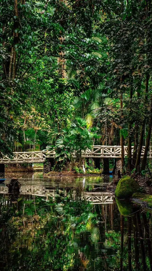 Se Monet Fosse da Amazônia — fotografia 5
